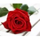 Rose - róża
